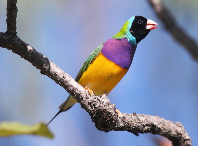 Wallpaper Gouldian finch, bird, Australia, colorful, branch, sky, blue, yellow, nature, animal, Animals 879595434